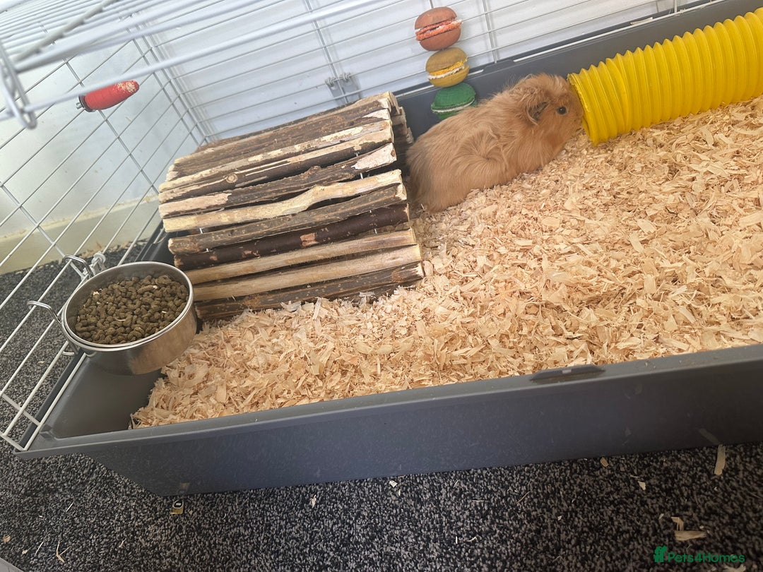 Guinea Pig rodents for sale: 3 Guinea pigs and cage  - Advert 4