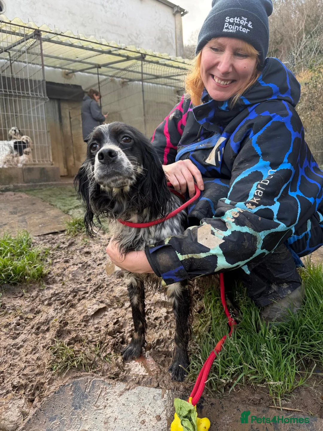 English Setter dogs for adoption: Lina  - Advert 13