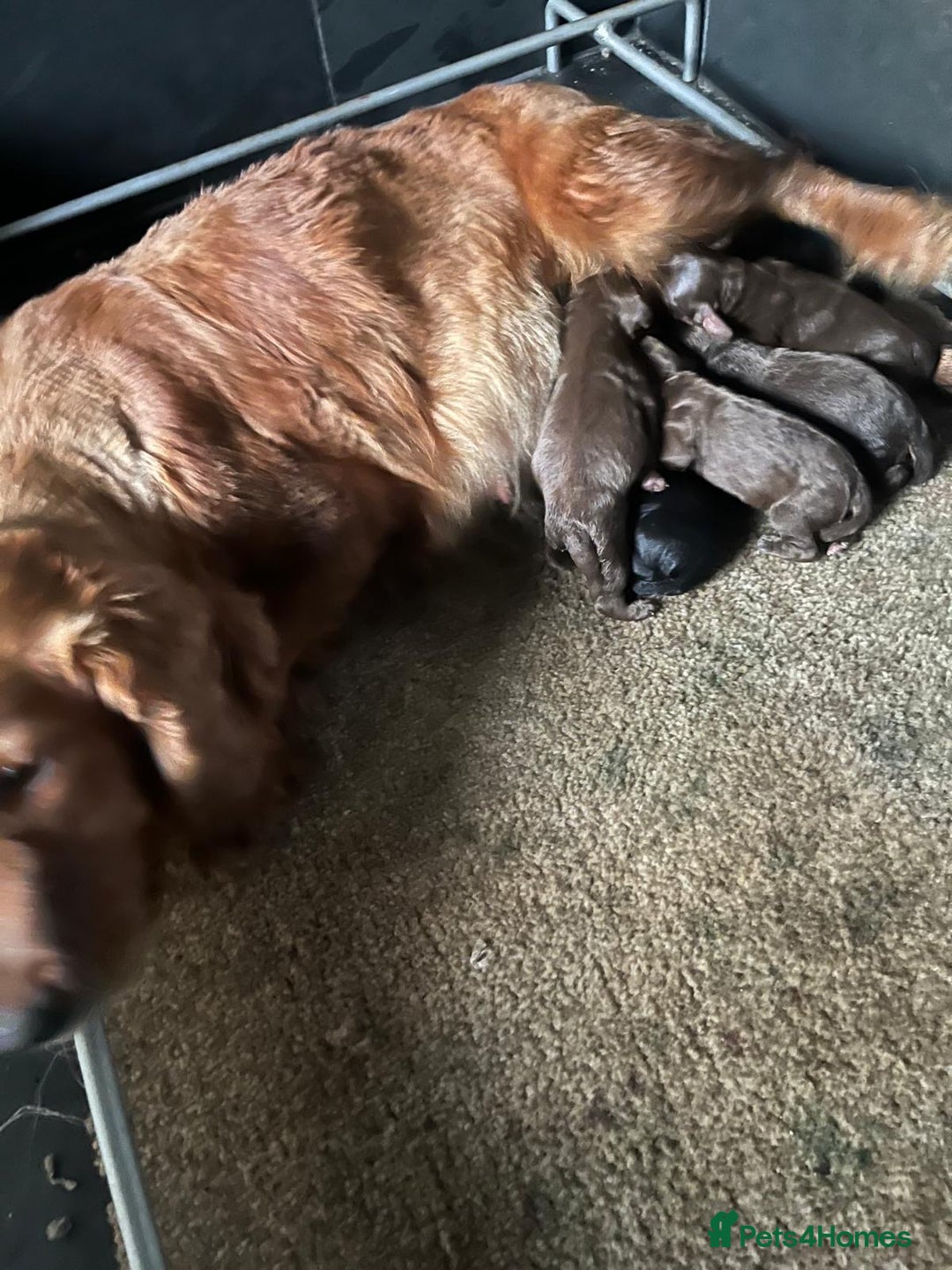 Cocker Spaniel dogs for sale: KC registered cocker spaniels - Image 3