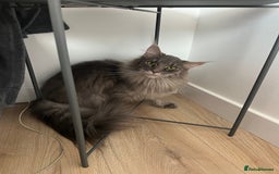 Maine Coon cats for sale: Maine coon  - Image 12