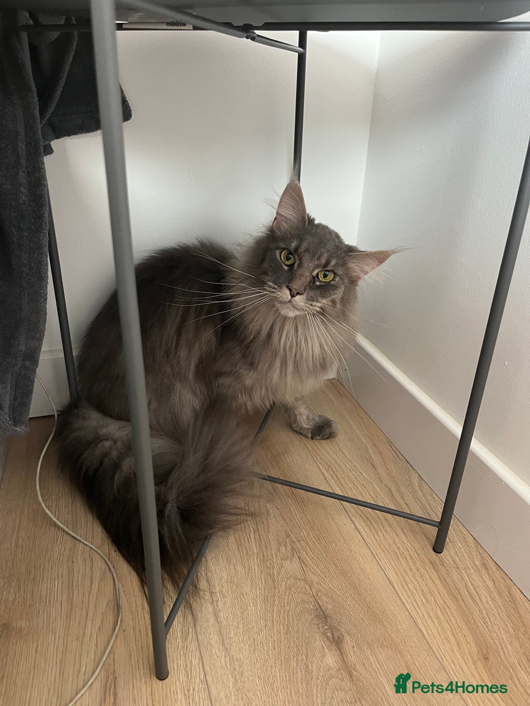 Maine Coon cats for sale: Maine coon  - Image 12