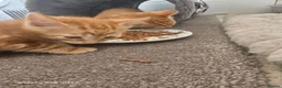 Mixed Breed cats for sale: Main coon cross kittens  - Advert 8