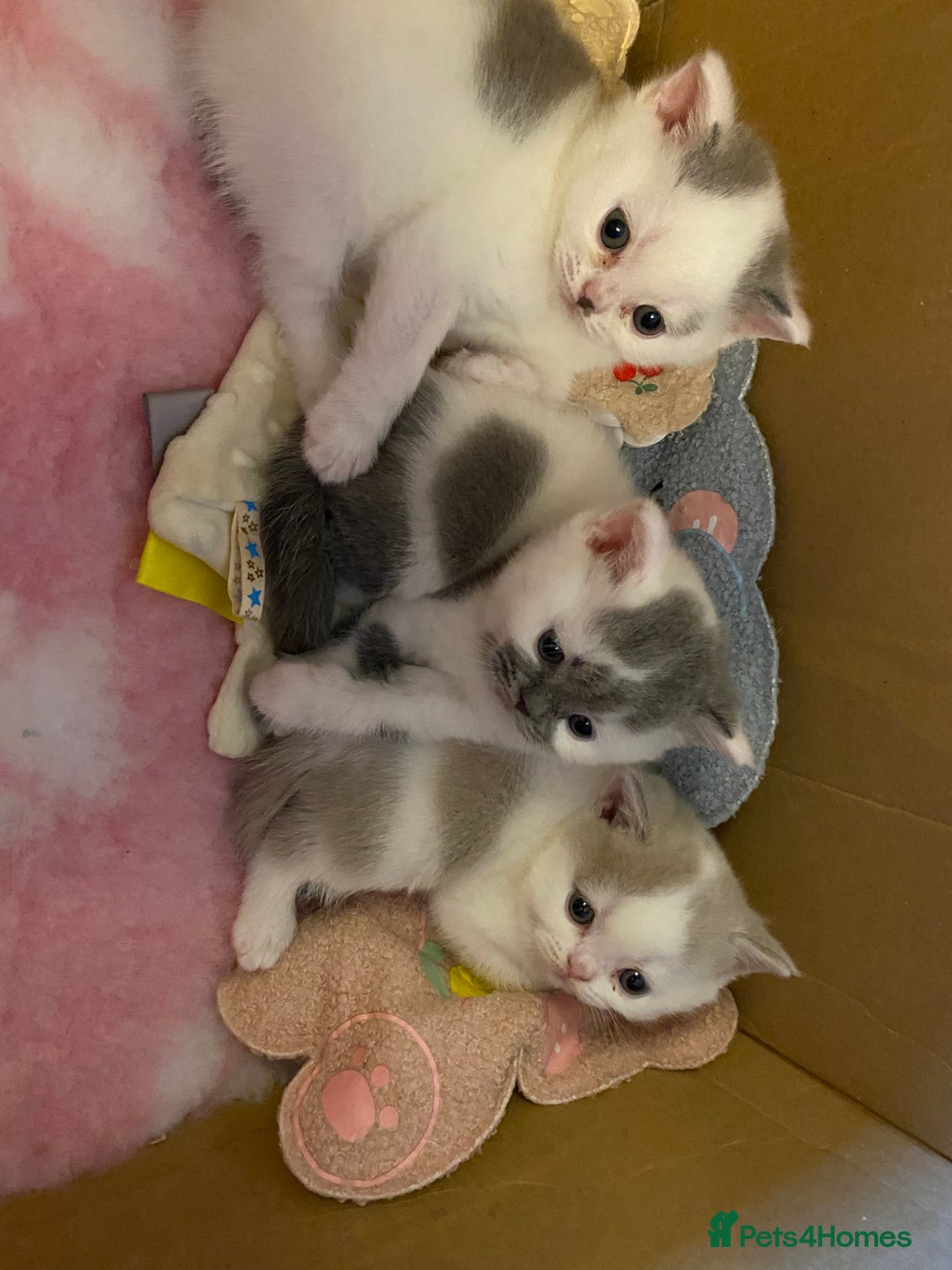 British Shorthair cats for sale: Beautiful kittens direct IGrCh, GrCh & Ch lines - Image 7