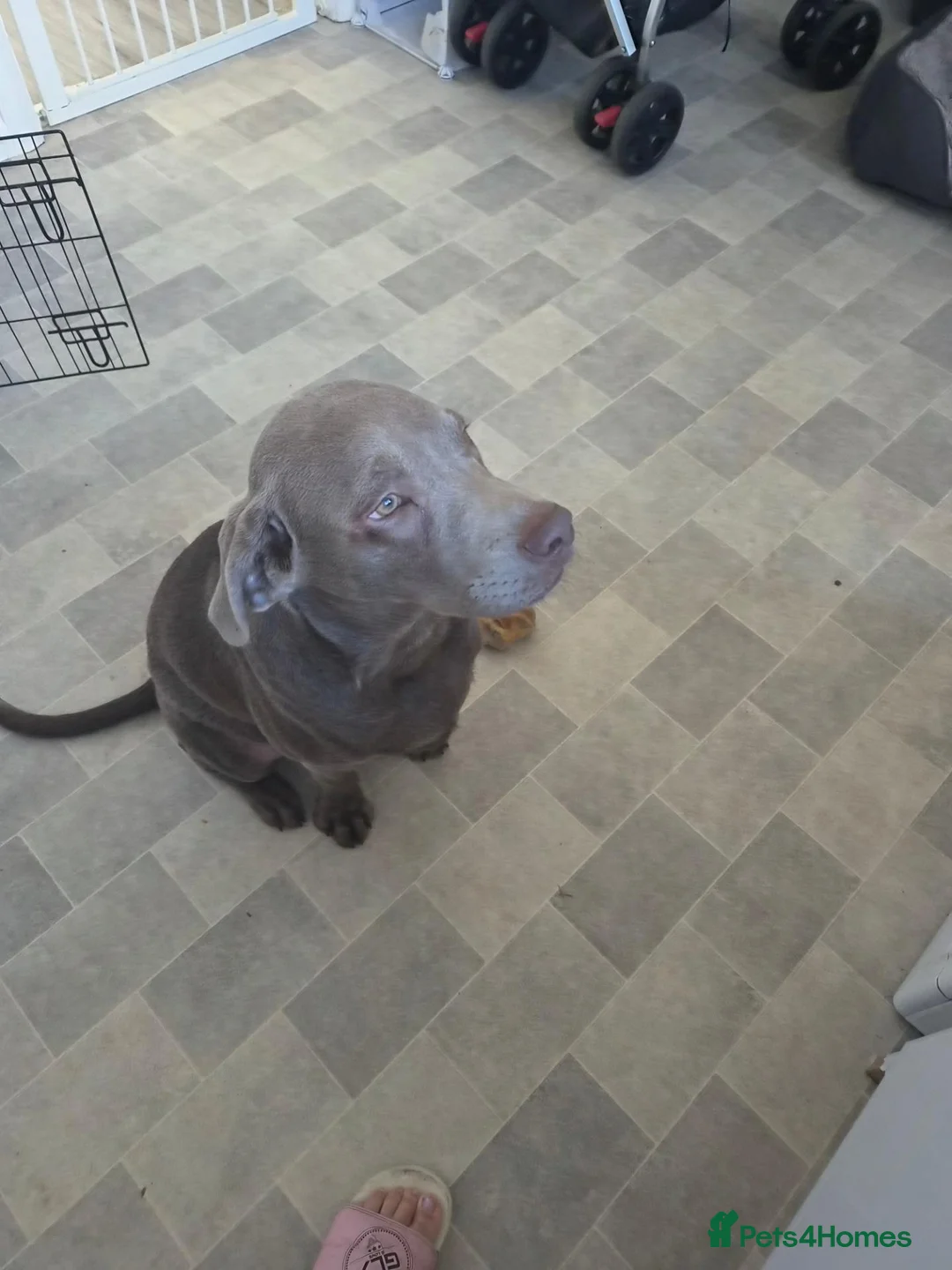 Labrador Retriever dogs for sale: Silver lab in Pudsey - Advert 2