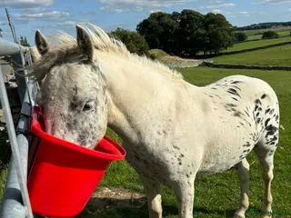 Donkey livestock Bella - Advert 2