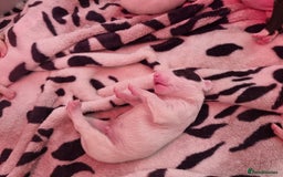 Bull Terrier dogs for sale: Bullterrier pups  - Image 15