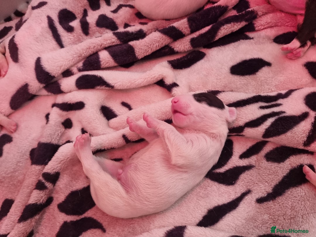 Bull Terrier dogs for sale: Bullterrier pups  - Image 15