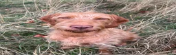 Hungarian Vizsla dogs for sale: Hungarian Wire haired Vizsla Puppies - Advert 8