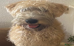Soft Coated Wheaten Terrier dogs for sale: Murphy - Image 2
