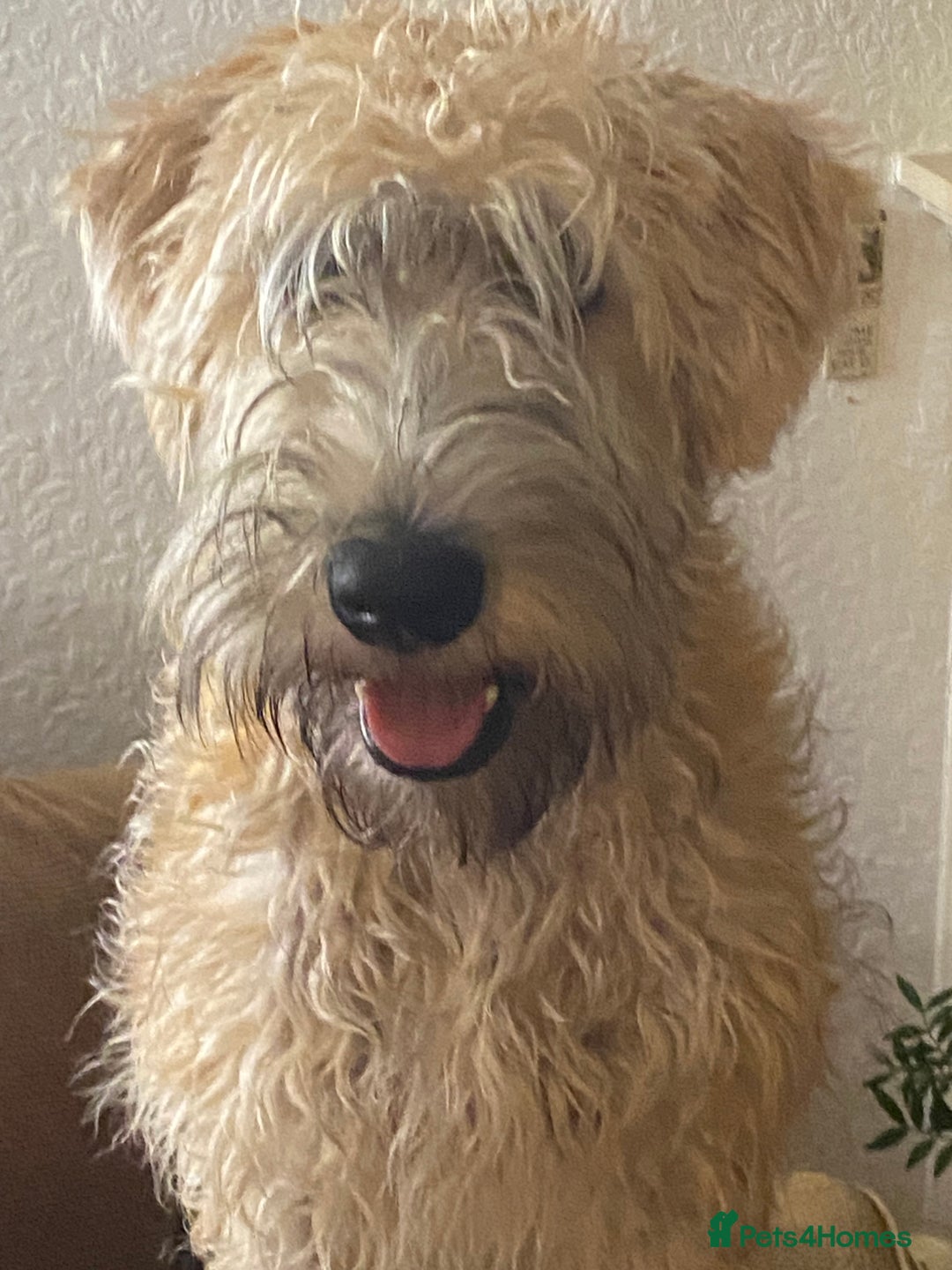 Soft Coated Wheaten Terrier dogs for sale: Murphy - Image 2