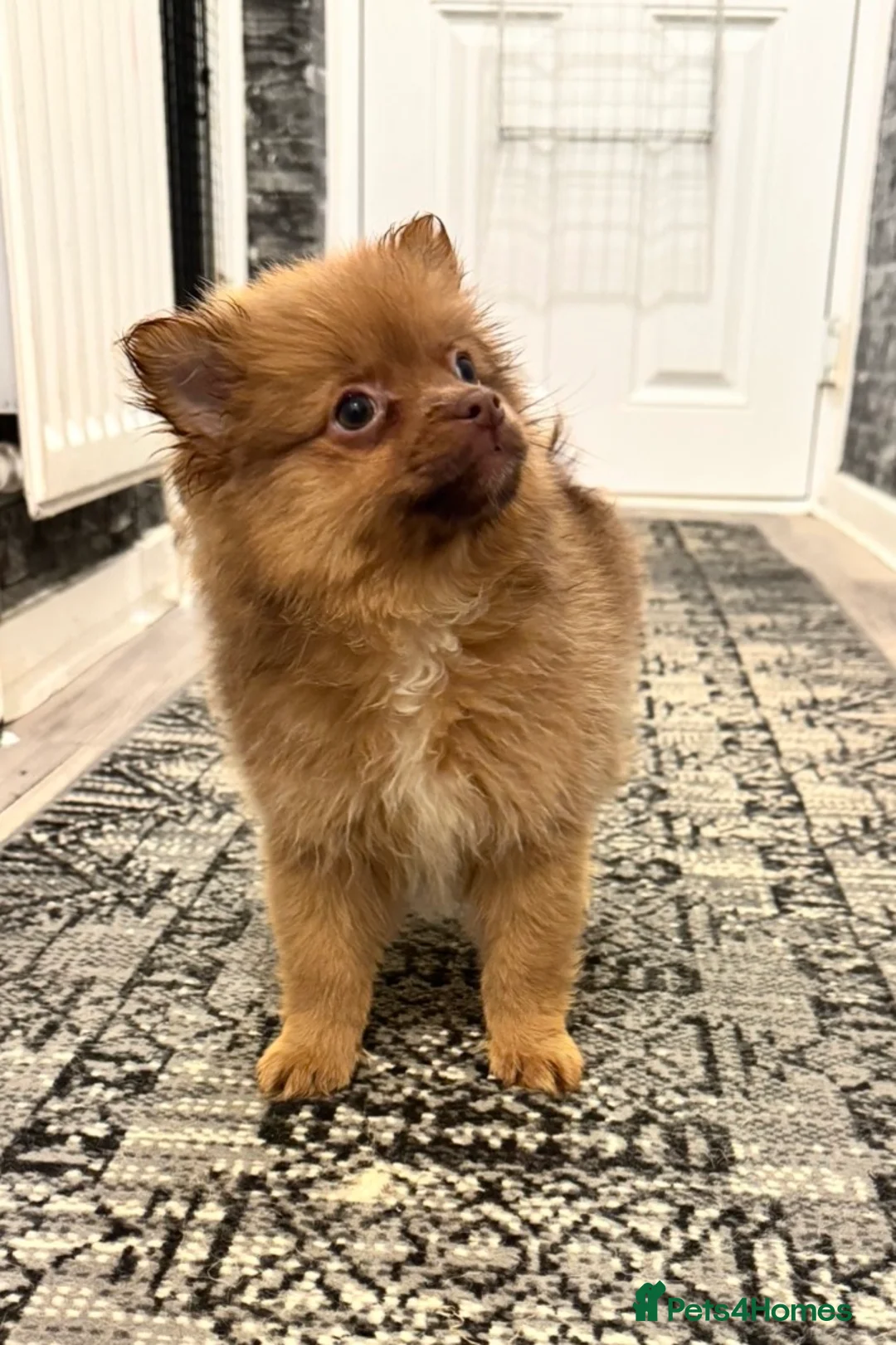 Pomeranian dogs for sale: ✨🐶One BOY Adorable Pomeranian Puppy 🐶✨ - Advert 15