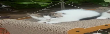 Domestic Shorthair 3
