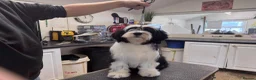 Tibetan Terrier dogs for sale: Araki Puppy available Show or Pet Home - Advert 4