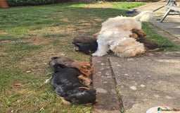 Shorkie dogs for sale: Shihtzu/ Maltese/ Yorkshire Terrier Puppies - Image 11