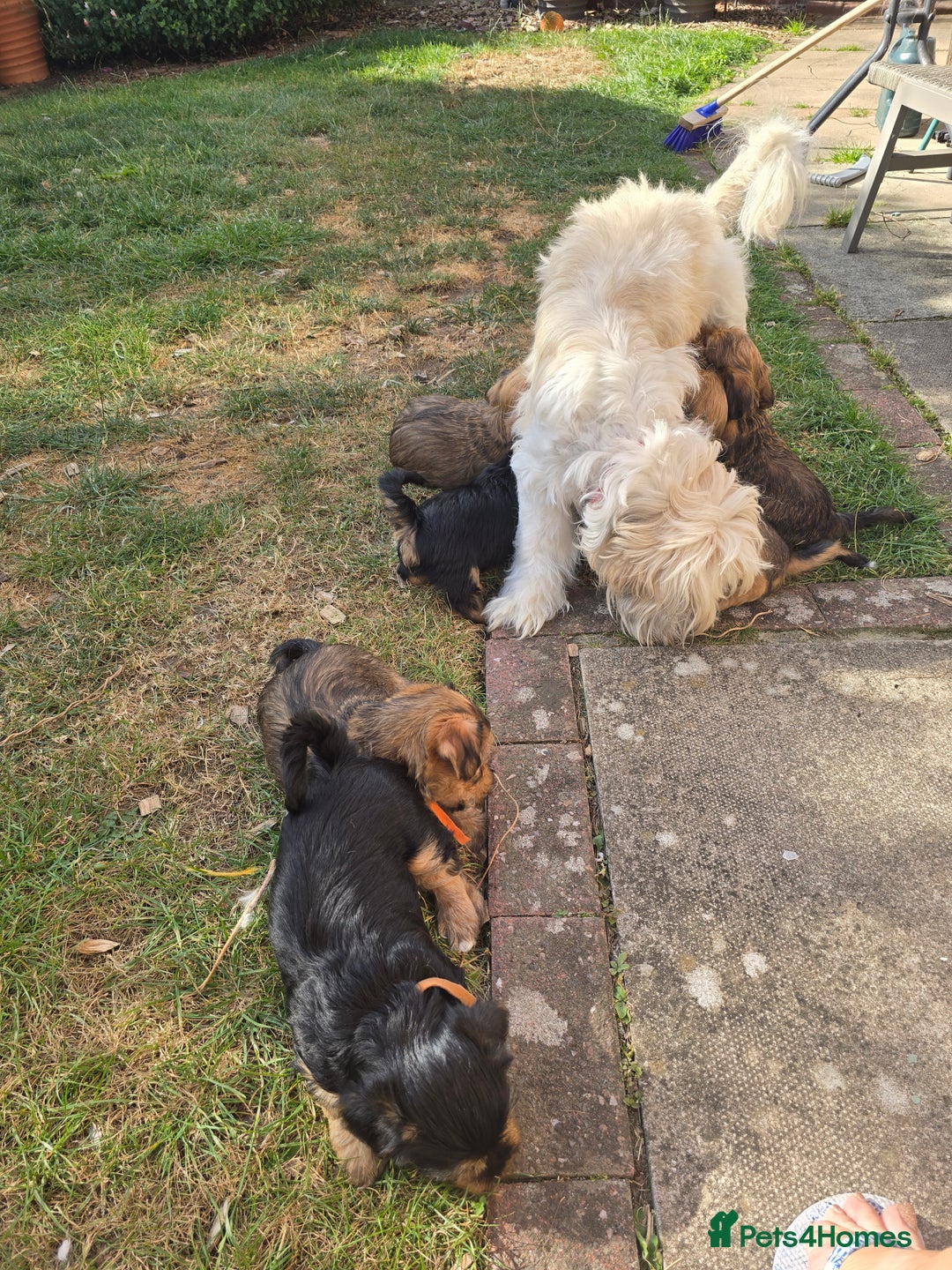 Shorkie dogs for sale: Shihtzu/ Maltese/ Yorkshire Terrier Puppies - Image 11