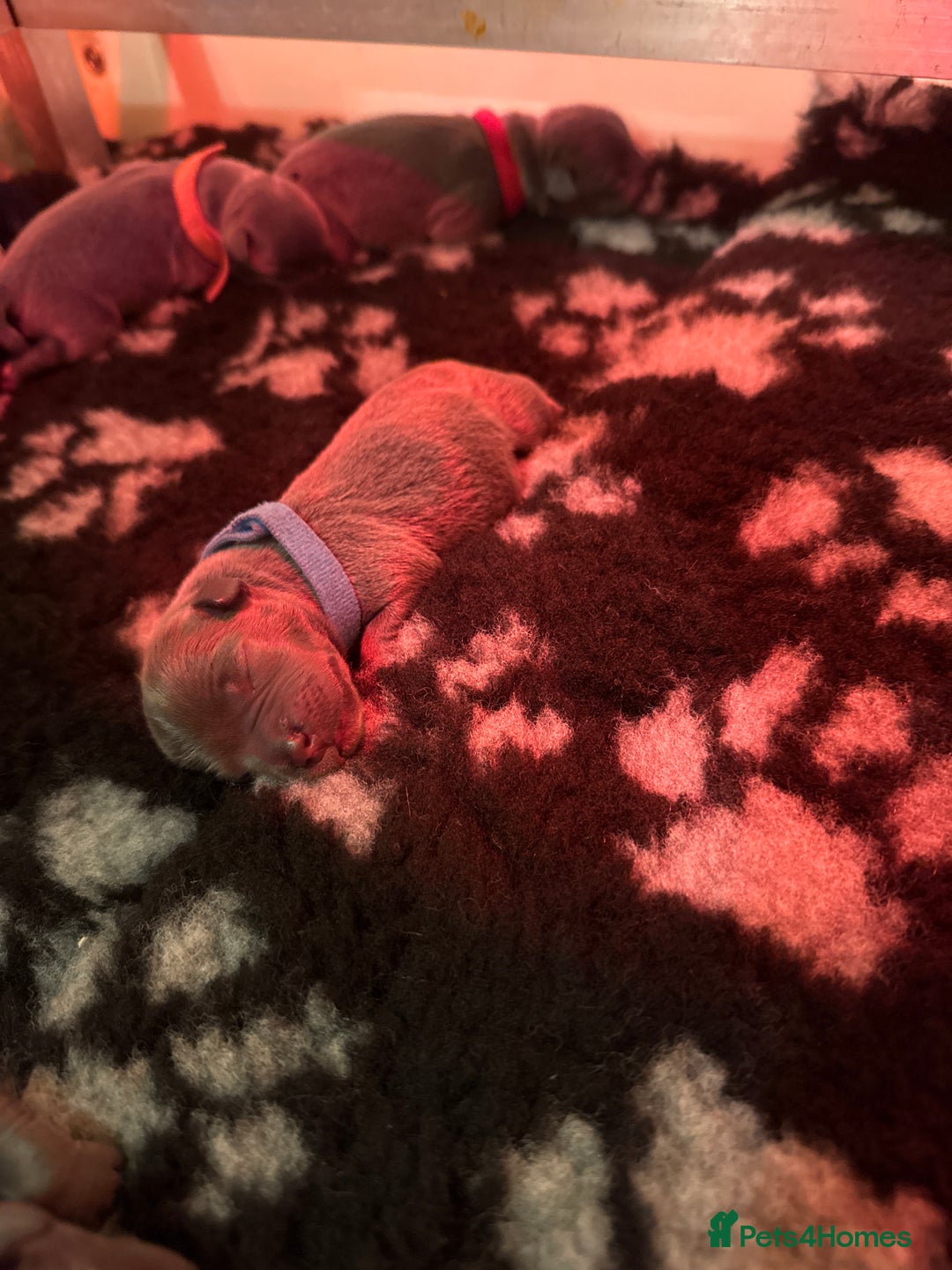Staffordshire Bull Terrier dogs for sale: 6 Exclusive Champion blood Multi international - Image 8