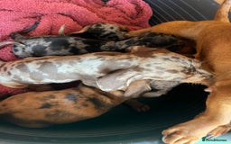 Miniature Dachshund dogs for sale: "2 Girls Left" Beautiful Mini Dachshund Puppies - Image 7