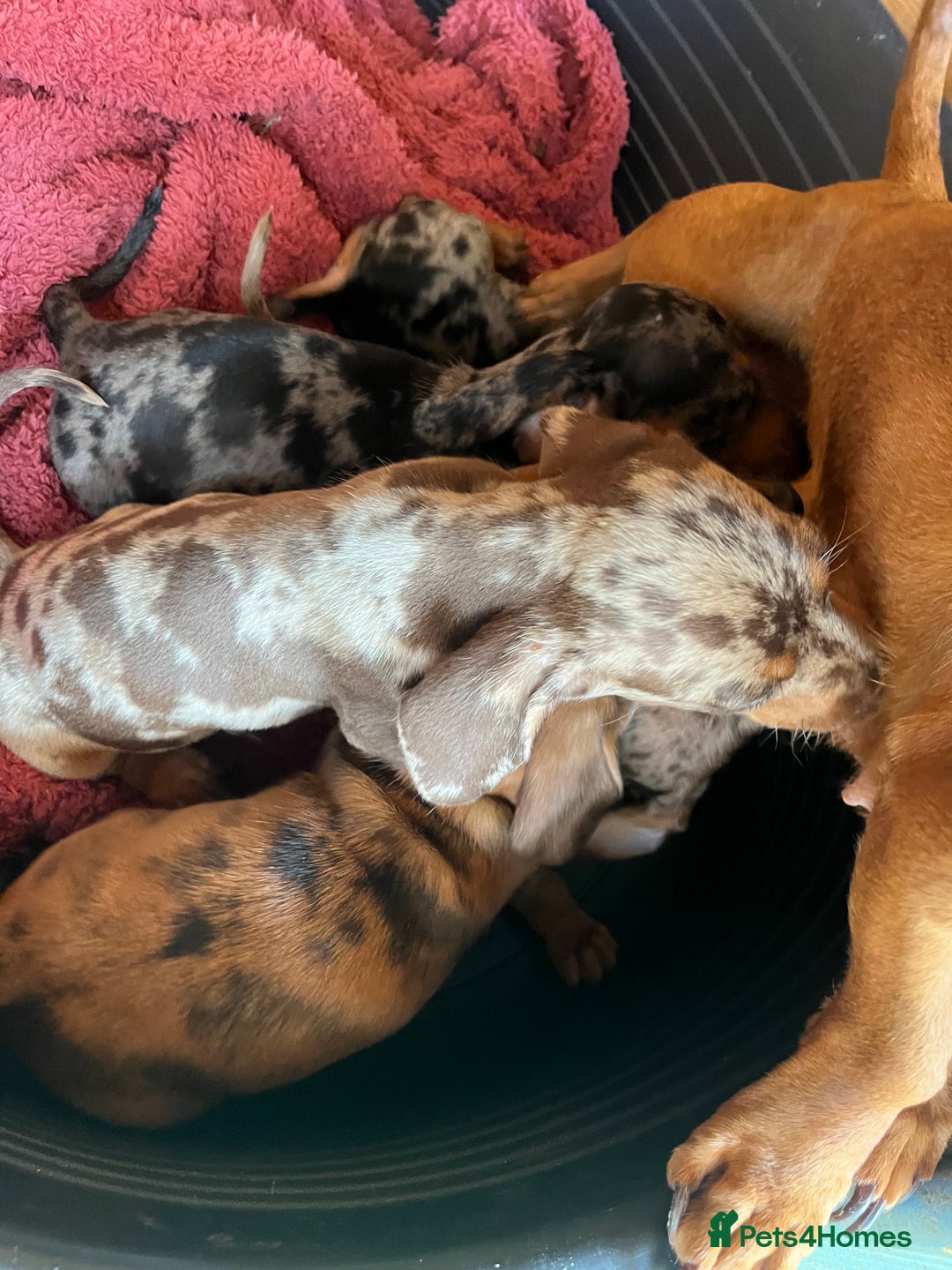 Miniature Dachshund dogs for sale: "2 Girls Left" Beautiful Mini Dachshund Puppies - Image 7