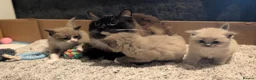 Ragdoll cats for sale: Ragdoll kittens- 1 boy 1 girl available  in Preston - Advert 2