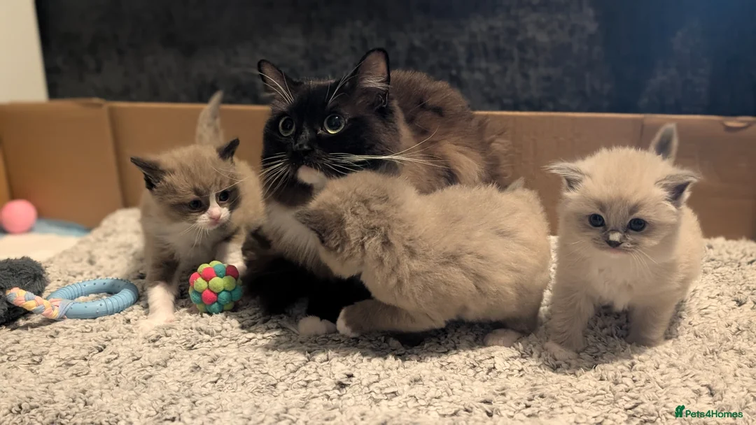 Ragdoll cats for sale: Ragdoll kittens- 1 boy 1 girl available  in Preston - Advert 2