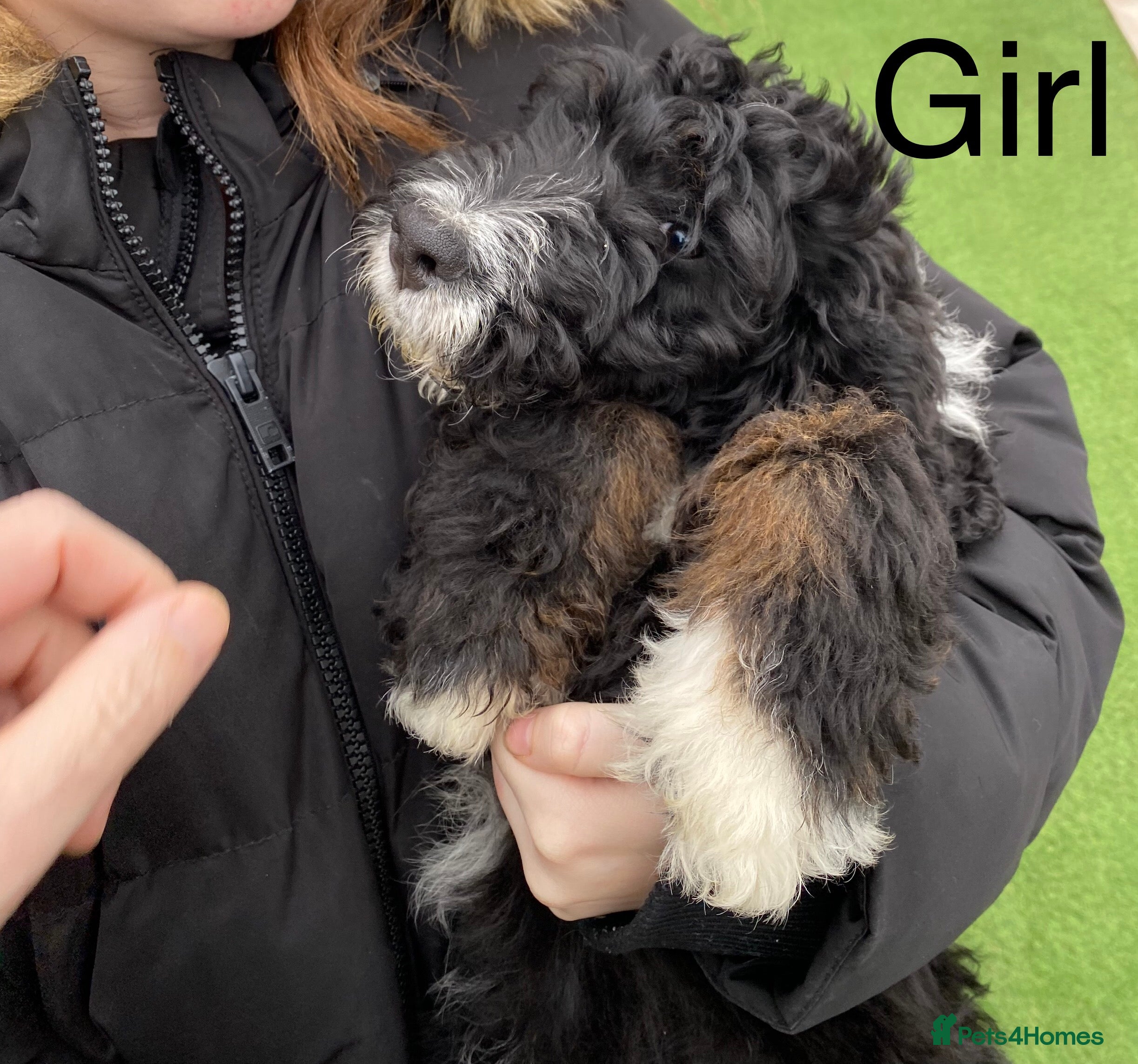 Bernedoodle dogs Tri-colour Bernedoodle  puppies  - Advert 2