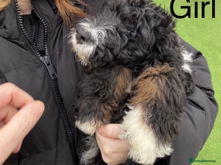Bernedoodle dogs Tri-colour Bernedoodle puppies - Advert 2