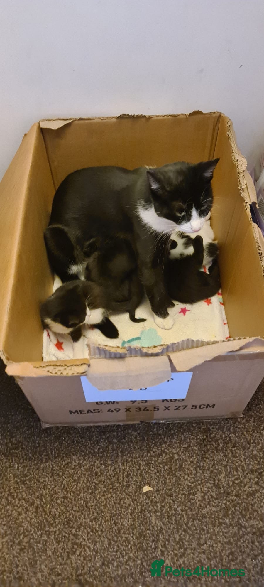 Mixed Breed cats 5 kittens ready to go to their forever homes  - Advert 3