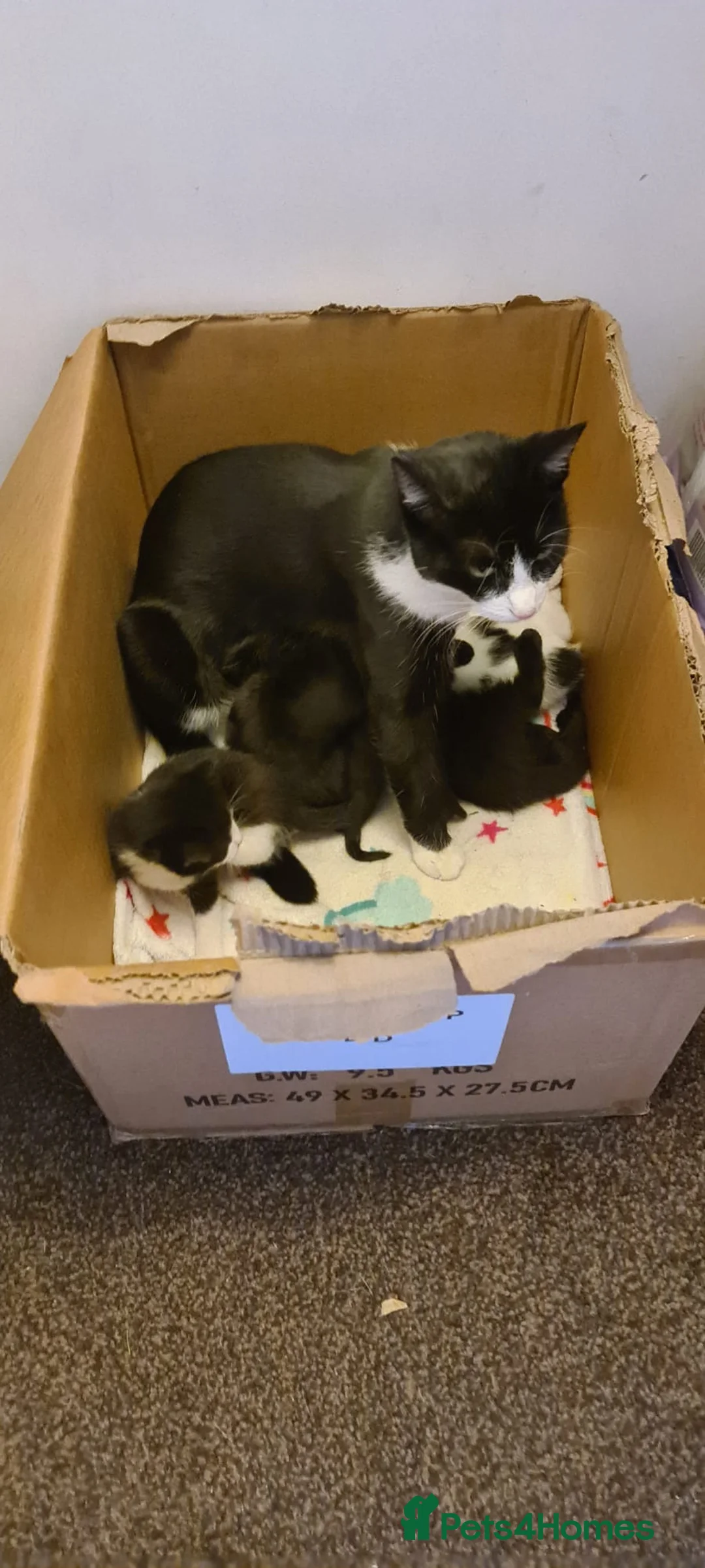 Mixed Breed cats for sale: 5 kittens ready to go to their forever homes  - Advert 1
