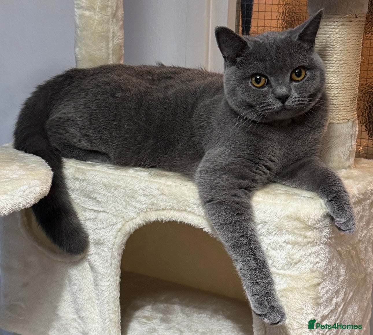 British Shorthair cats for sale: Beautiful British shorthair kittens  - Advert 3