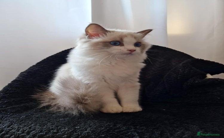 Ragdoll cats - Advert 13