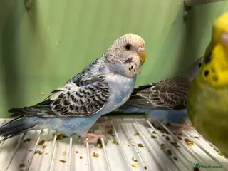 Budgerigars birds Budgies for Sale, all in good health - Advert 11