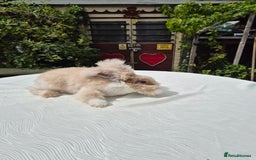 Angora rabbits for sale: Gorgeous Pedigree Full Faced Angora  - Image 12