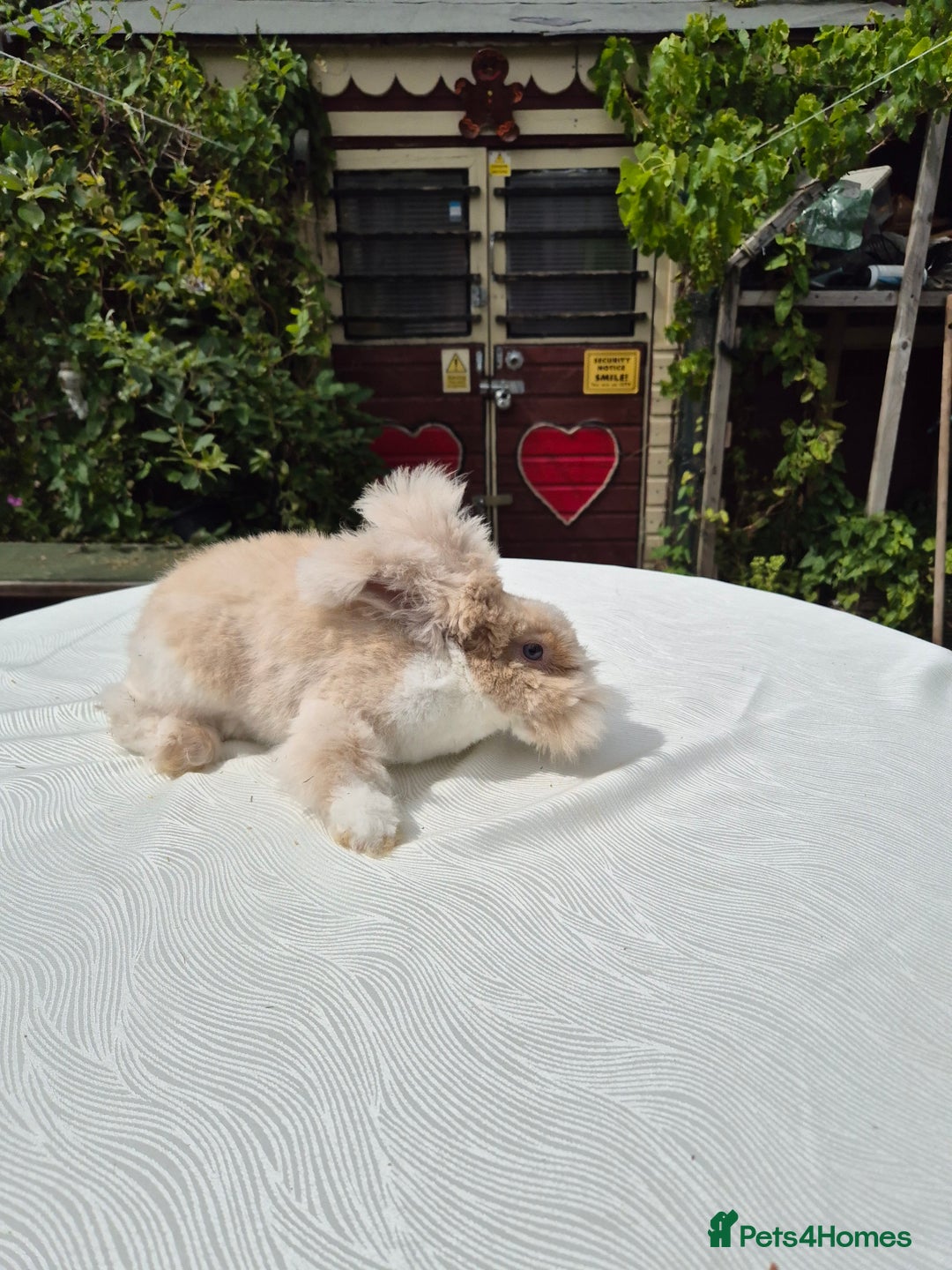 Angora rabbits for sale: Gorgeous Pedigree Full Faced Angora  - Image 12