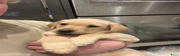 Labrador Retriever dogs for sale: Kc registered labrador puppies - Advert 12