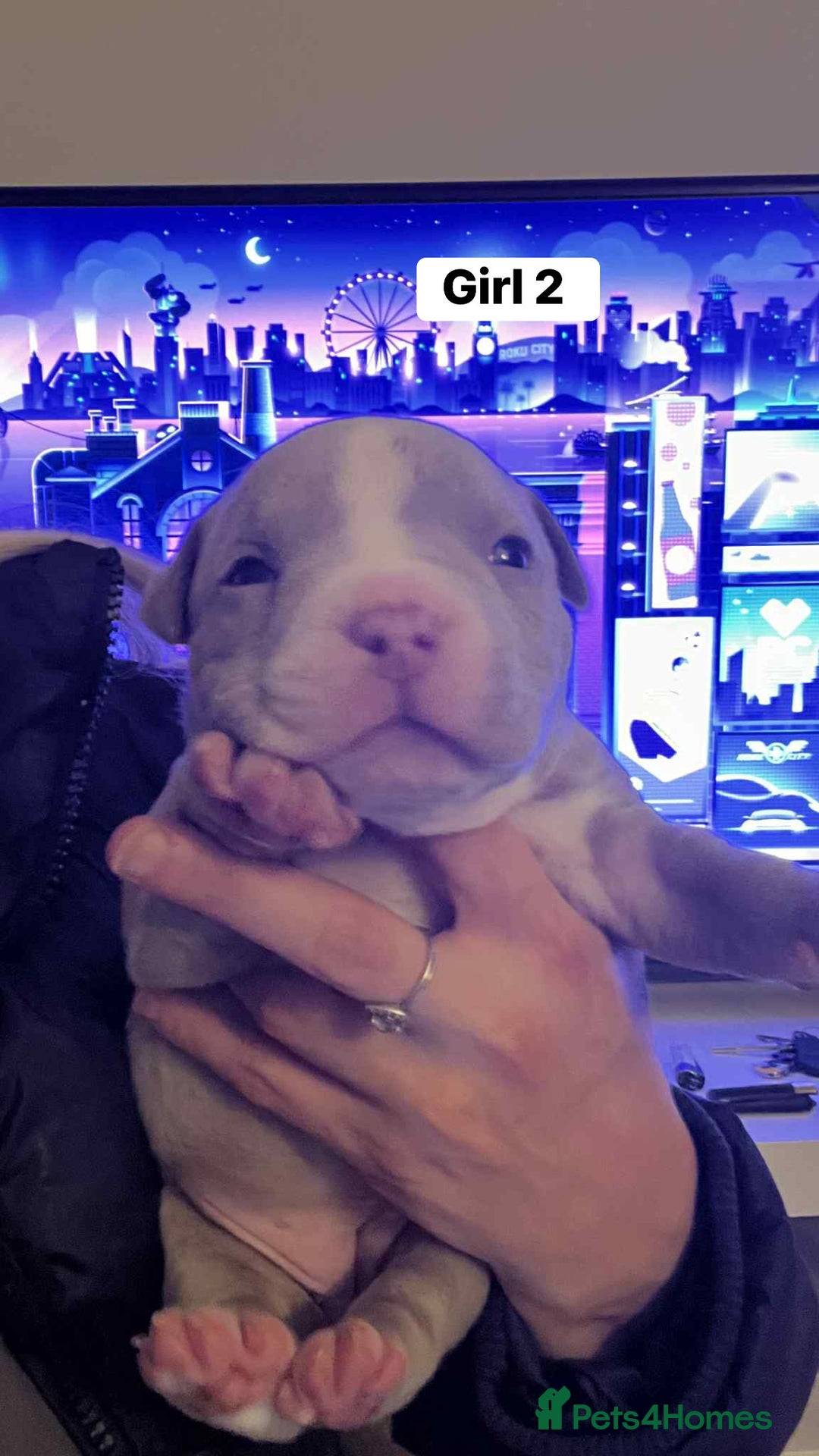 American Bulldog dogs for sale: American bulldog puppy  - Advert 8