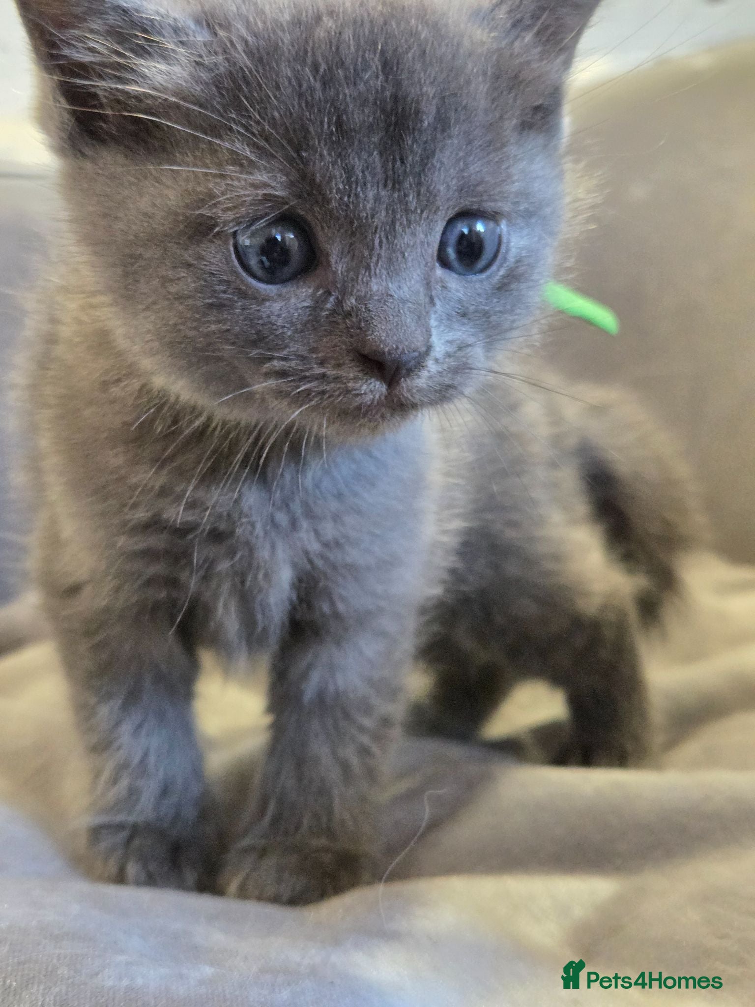 Ragdoll cats Ragdoll x British Short hair Ready now  - Advert 17