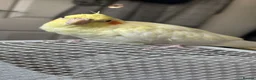 Cockatiels birds for sale: Beautiful hand-tame lutino Cockatiel  in Westbury - Advert 5