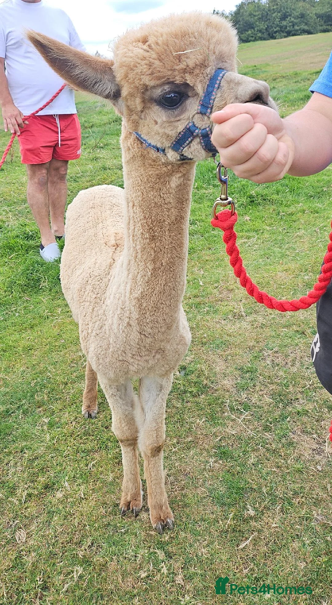 Alpaca livestock for sale: Walking boys - Advert 6