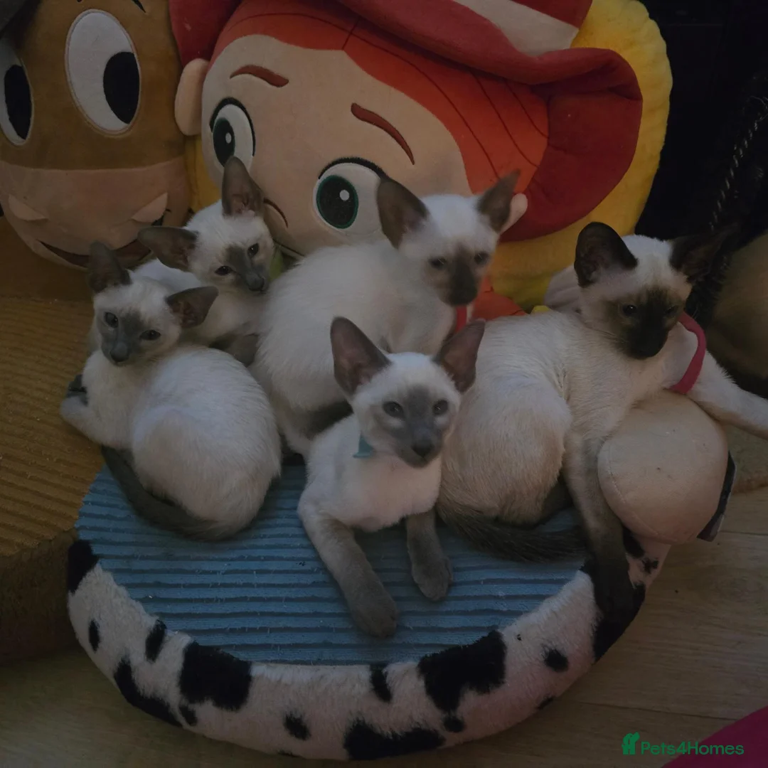 Siamese cats for sale: Adorable siamese kittens. in Blackwood - Advert 1