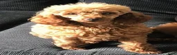 Toy Poodle dogs for sale: KC Registered Red Toy Poodle - Advert 5