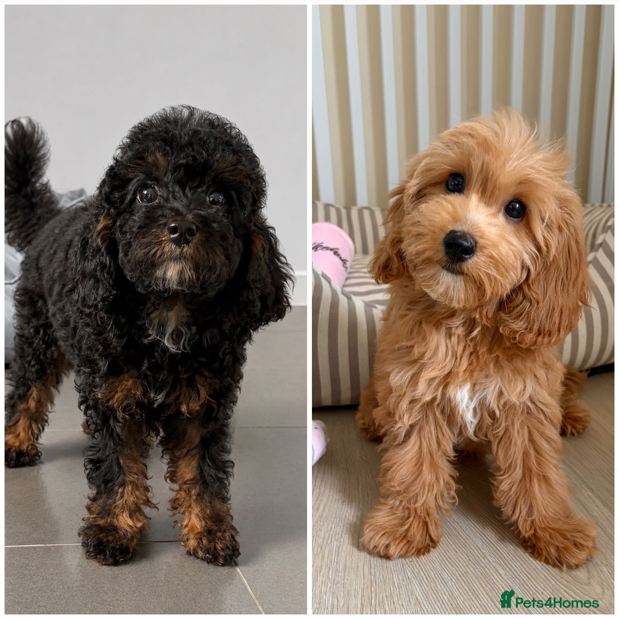 Cockapoo dogs Health tested cockapoo puppies  - Advert 1