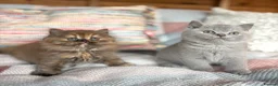 British Shorthair cats for sale: British Shorthair Boy - Advert 22