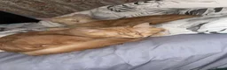 Maine Coon cats for sale: Maine coon x Norwegian forest (rehome) in Stone - Advert 1