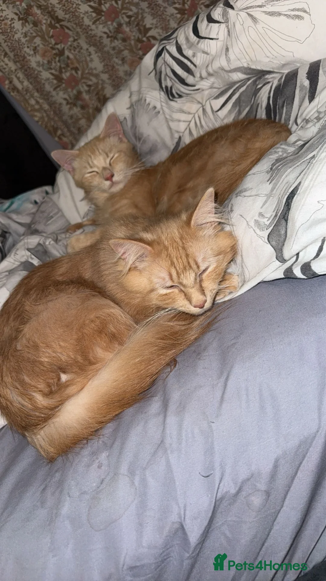 Maine Coon cats for sale: Maine coon x Norwegian forest (rehome) in Stone - Advert 1