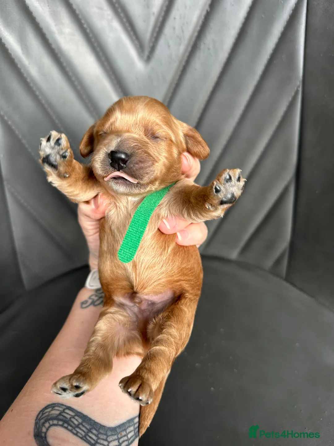 Cockapoo dogs for sale: 🌟 Stunning F1 Cockapoo Puppies 🌟  - Advert 26