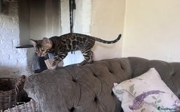 Bengal cats for sale: 2 gorgeous Bengal girls  - Image 8