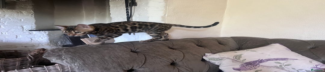 Bengal Kitten 2