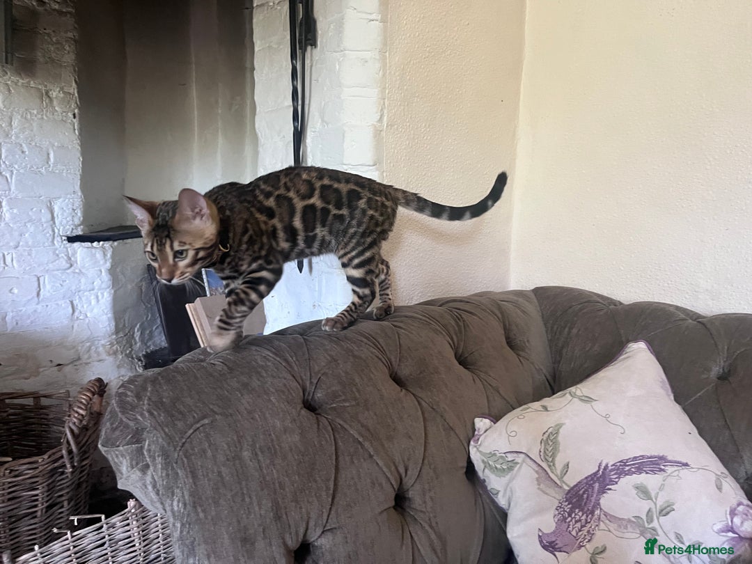 Bengal cats for sale: 2 gorgeous Bengal girls  - Image 8