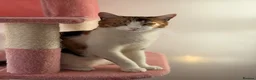 British Shorthair cats for sale:  1 year Lovely calico cat looking for a new home!! - Advert 11