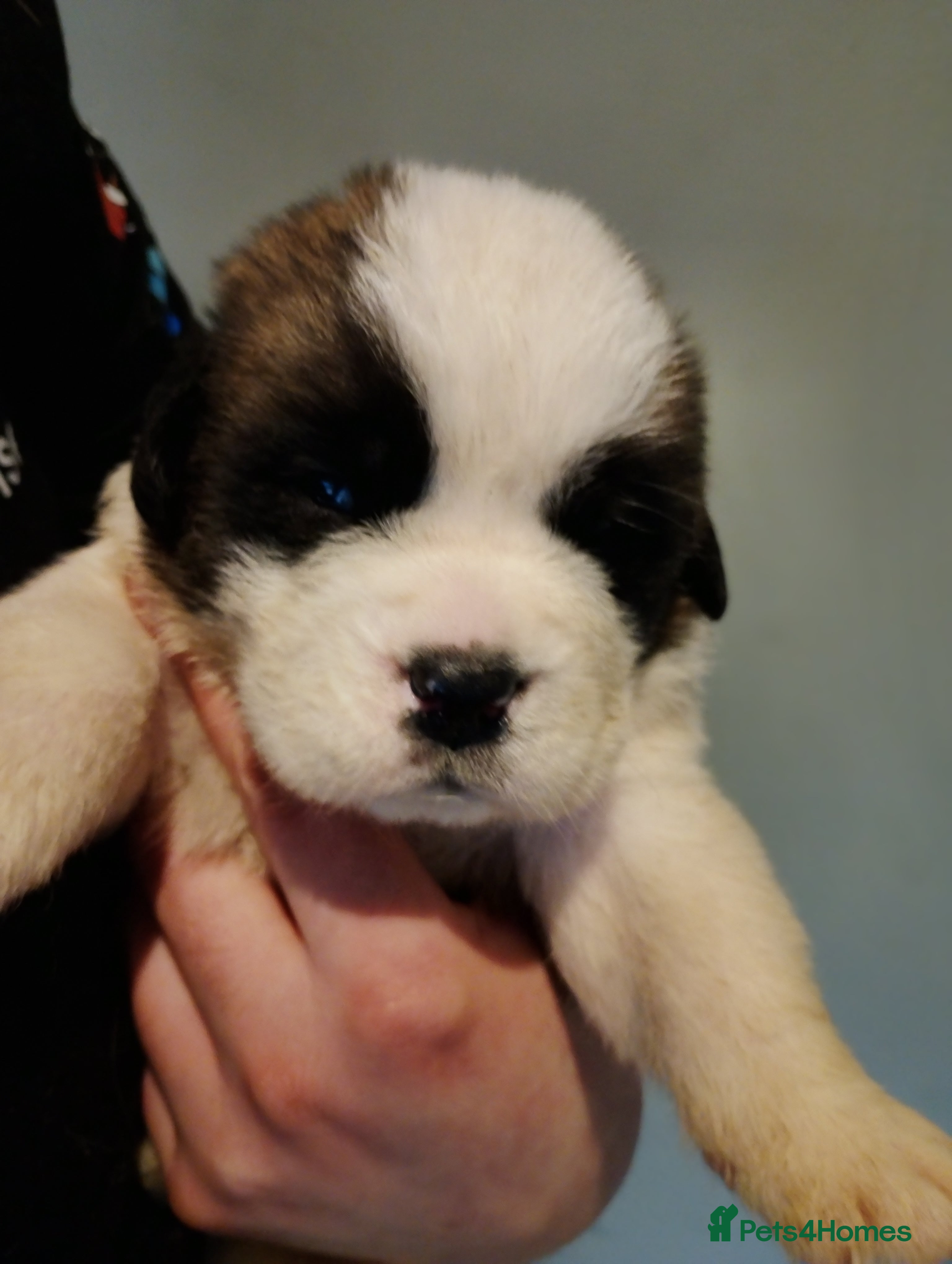 Saint Bernard dogs Beautiful saint Bernard puppies - Advert 1